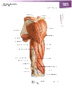 Sobotta Atlas of Human Anatomy  Head,Neck,Upper Limb Volume1 2006, page 192
